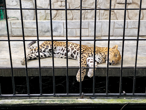 Samui Aquarium & Tiger Zoo - Thumbnail