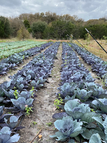 Urban Roots East Austin Farm by null