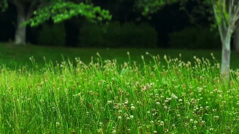 Armonia(アルモニア)