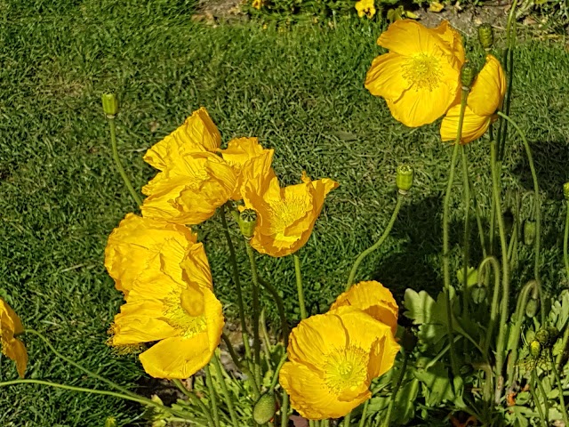 Jardin des Plantes