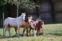 Equithérapie Linfée à Vendegies-sur-Écaillon