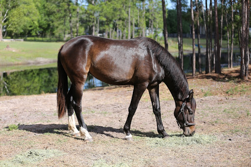 Proven Equine LLC - Thumbnail