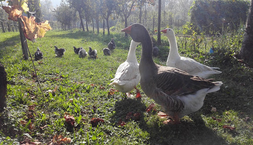 Vitivinicola Gallio Bruno - Torcolato