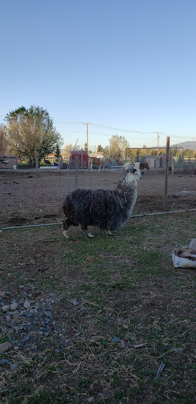 Broken Wheel Petting Farm