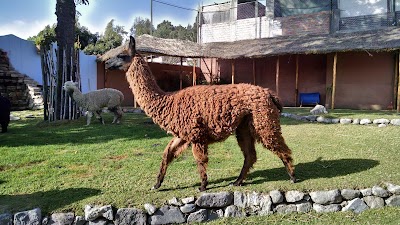 photo of Mundo Alpaca