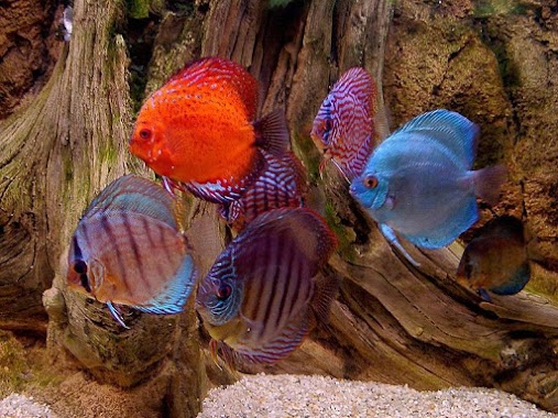 Sagara Aquarium, Author: dinusha andradi