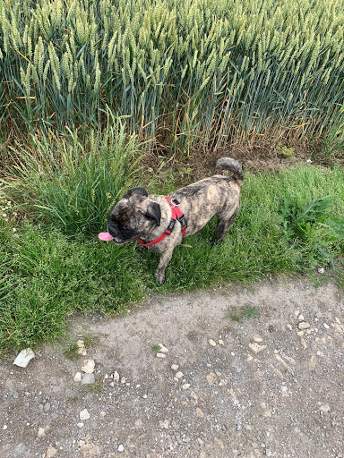 Selby Pet Sitters & Dog Adventures - Thumbnail