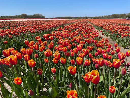Tulpenfeld Vordorf - Meine