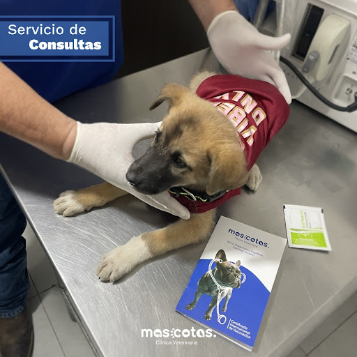 Clínica Veterinaria "Mascotas"