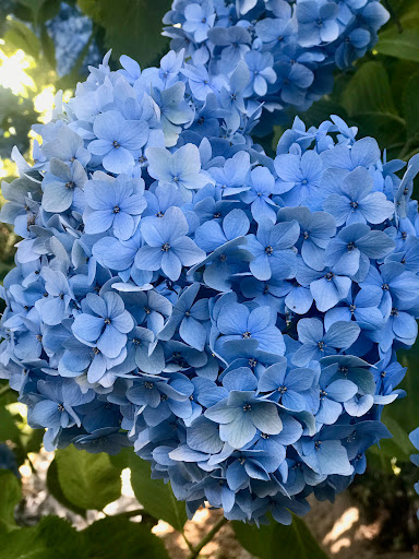 Eden di Adamo Toscani - manutenzione e progettazione giardini