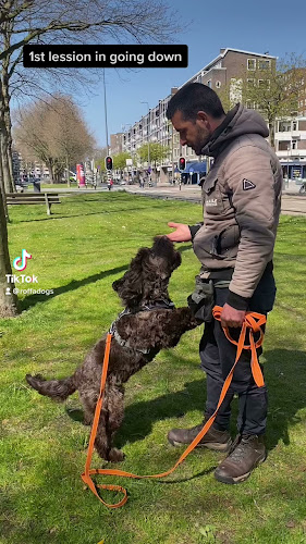 Beoordelingen van ROFFADOGS in Rotterdam - Hondentrainer