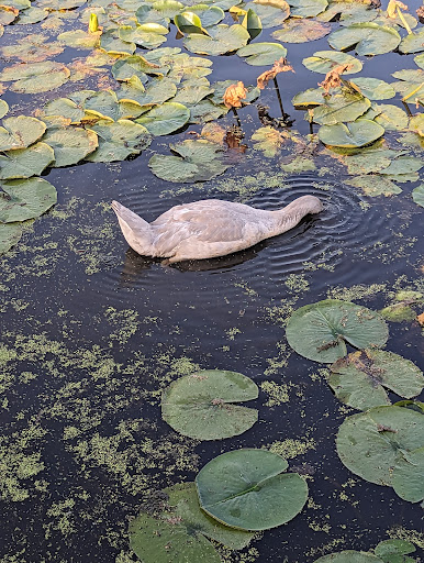 Lake Camelot Park Gallery - United States