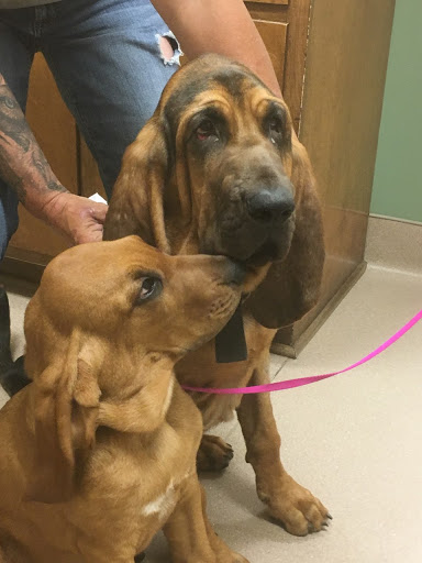 Gloucester Veterinary Hospital - Thumbnail