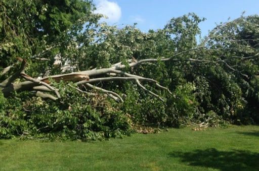 Done Right Tree Service llc - Thumbnail