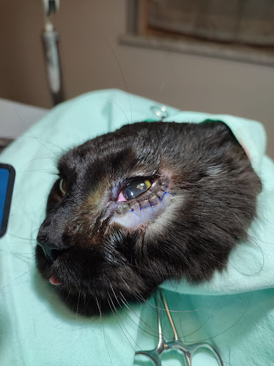 Ambulatorio Veterinario Dott. Vinicio Pascale - Thumbnail