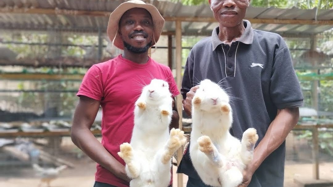 ACE Rabbit Farms - Farm in Accra