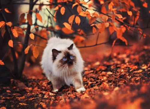 Pet Vet Animal Hospitals - Baybrook Mall