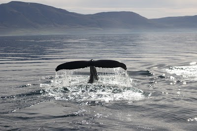 Photos of Whale Watching Hauganes