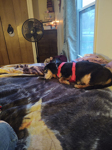 Mik's Pup Spa - Thumbnail