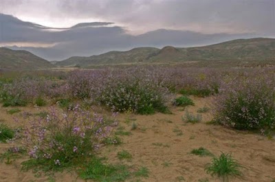 Photos of Sabah Al-Ahmad Natural Reserve