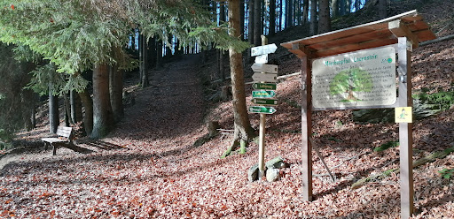 Märchenpfad Lauenstein Buche - Visual
