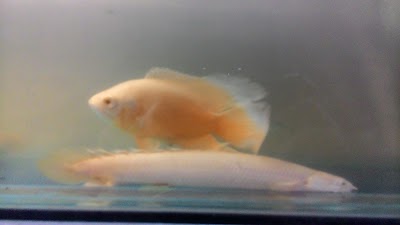 Photos of Tingkir Aquatic