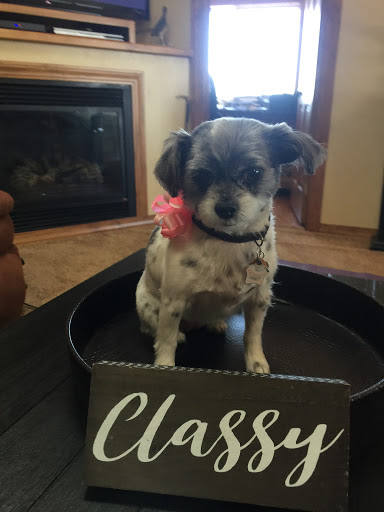 Happy Tails Pet Salon - Thumbnail