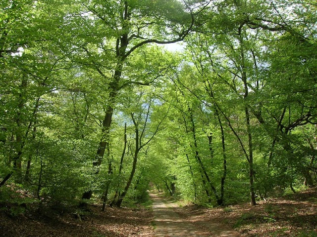 Forêt de Fontainebleau