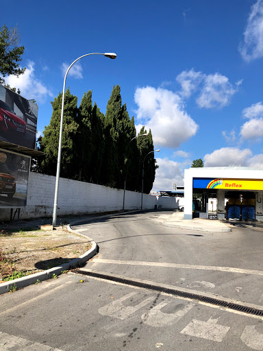SHELL ARMILLA - Visual