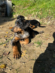 Photo n°1 de Domaine De Neuil à Nueil-sous-Faye (Éleveur de chiens)