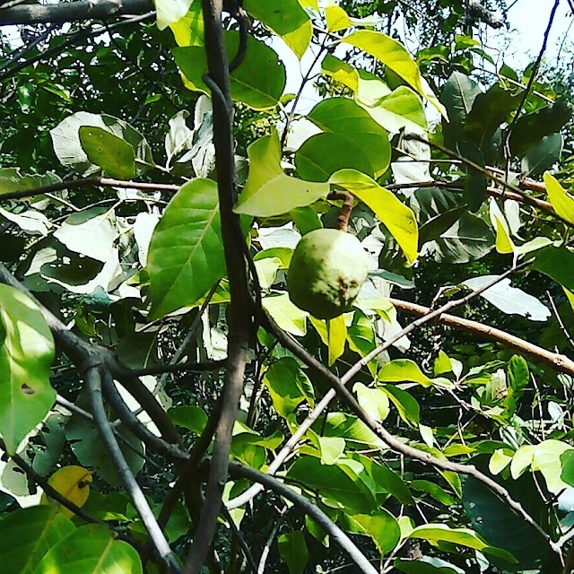 Cascade de Dindefelo