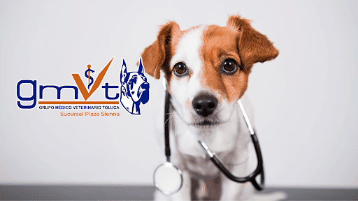 GMVT - Clínica Médica Veterinaria - Plaza Sienna