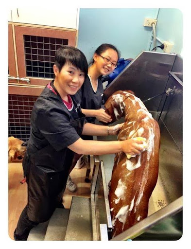 Dogs Empire Grooming Service - Thumbnail