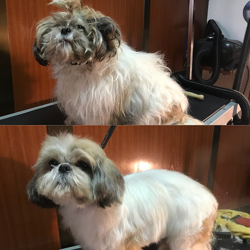 Peluquería Canina Los Amigos de Dexter - Thumbnail