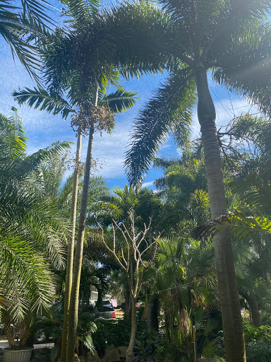 Palm House - Visual