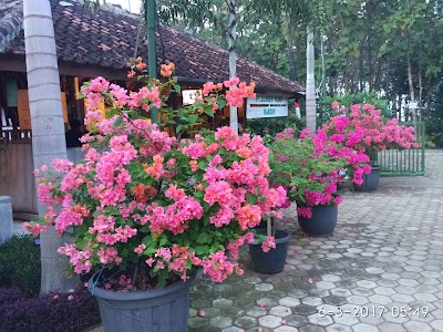 Photos of Sumber Hijau Mandiri