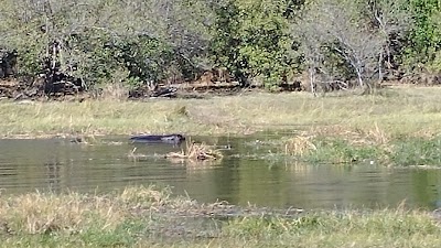 Photos of Belmond Khwai River Lodge