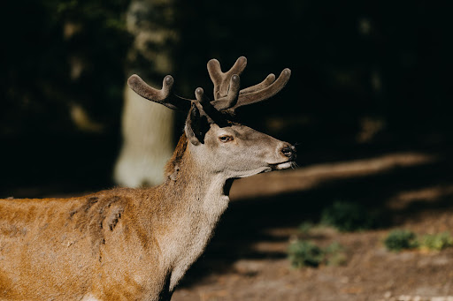 Tiergarten Neustrelitz