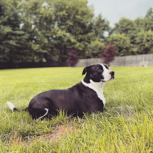 Good Vibes Pet Care LLC - Thumbnail