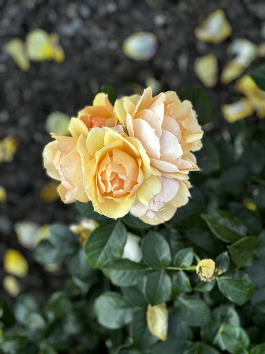 Rosengarten am Moorbad - Thumbnail