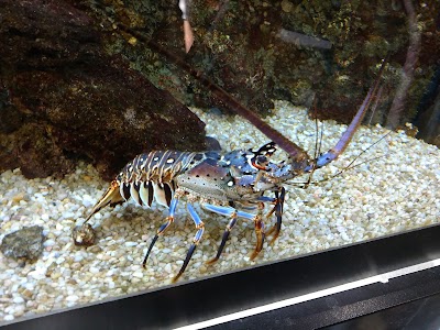 The Estuarium at Dauphin Island Sea Lab