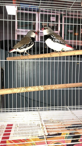 Brenda's Birds Gallery - United States