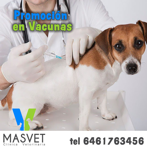 Masvet Clínica Veterinaria, Baño Medicado y Estética Canina en Ensenada