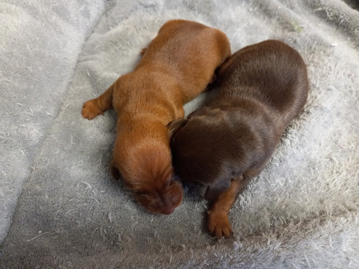 Donnetas Pups Gallery - United States