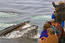 7 Seas Whale Watch, Gloucester, United States