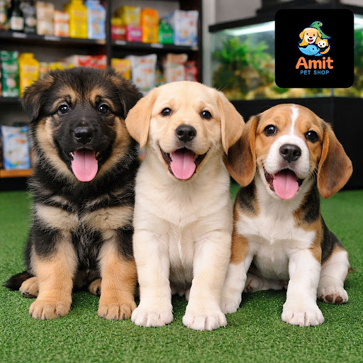 Looking for healthy, playful puppies for your family in Indirapuram? At Amit Pet Shop & fish aqua… post image