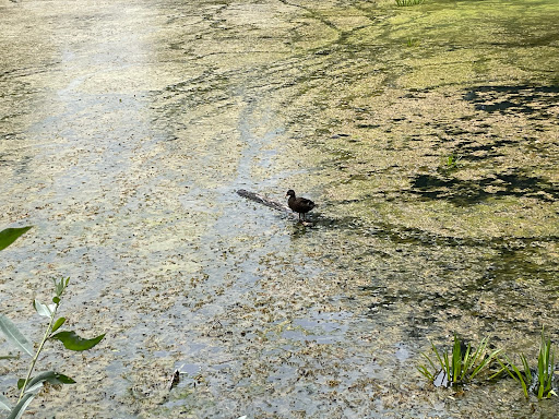 Weiher Großkarolinenfeld Gallery - Germany
