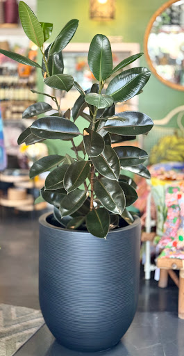Plant Haven - Thumbnail