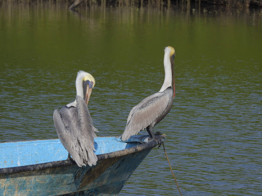 Bird viewing spot - Thumbnail