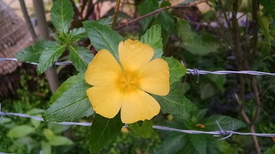 Photos of La Trampa